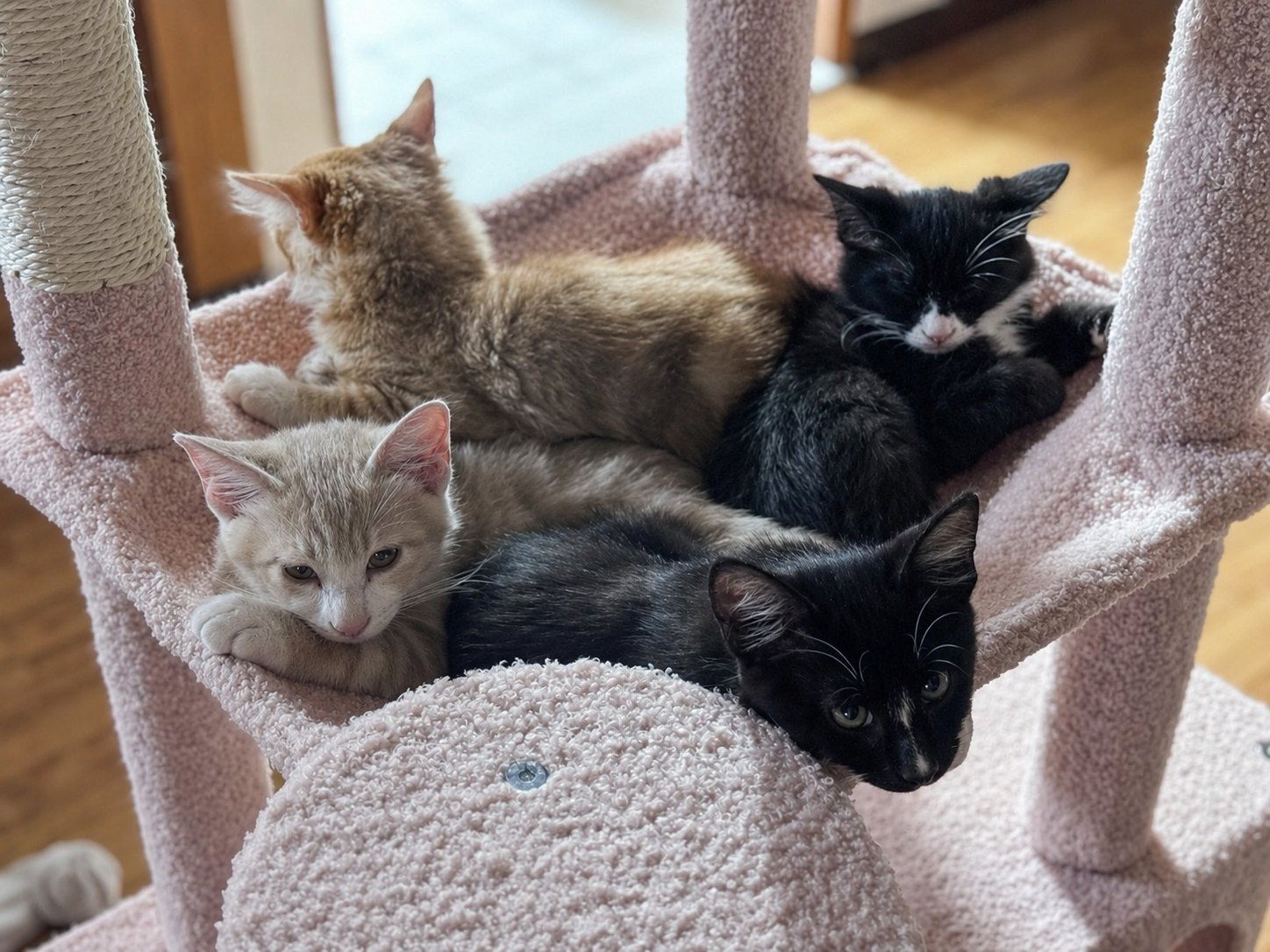 Four foster kittens piled in a cat tree