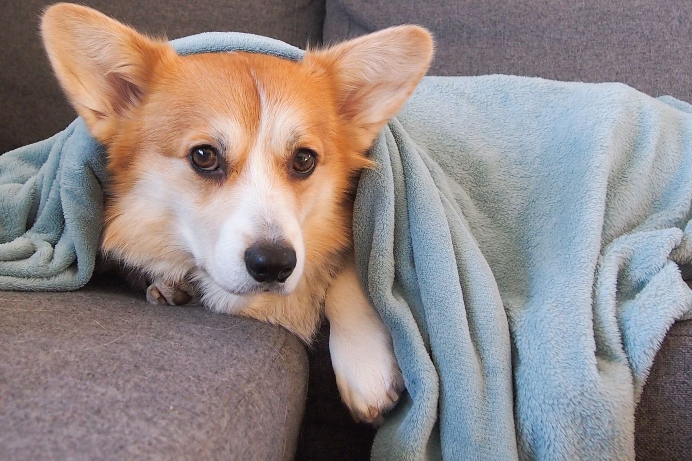 A corgi resting under a soft blue blanket on a gray sofa