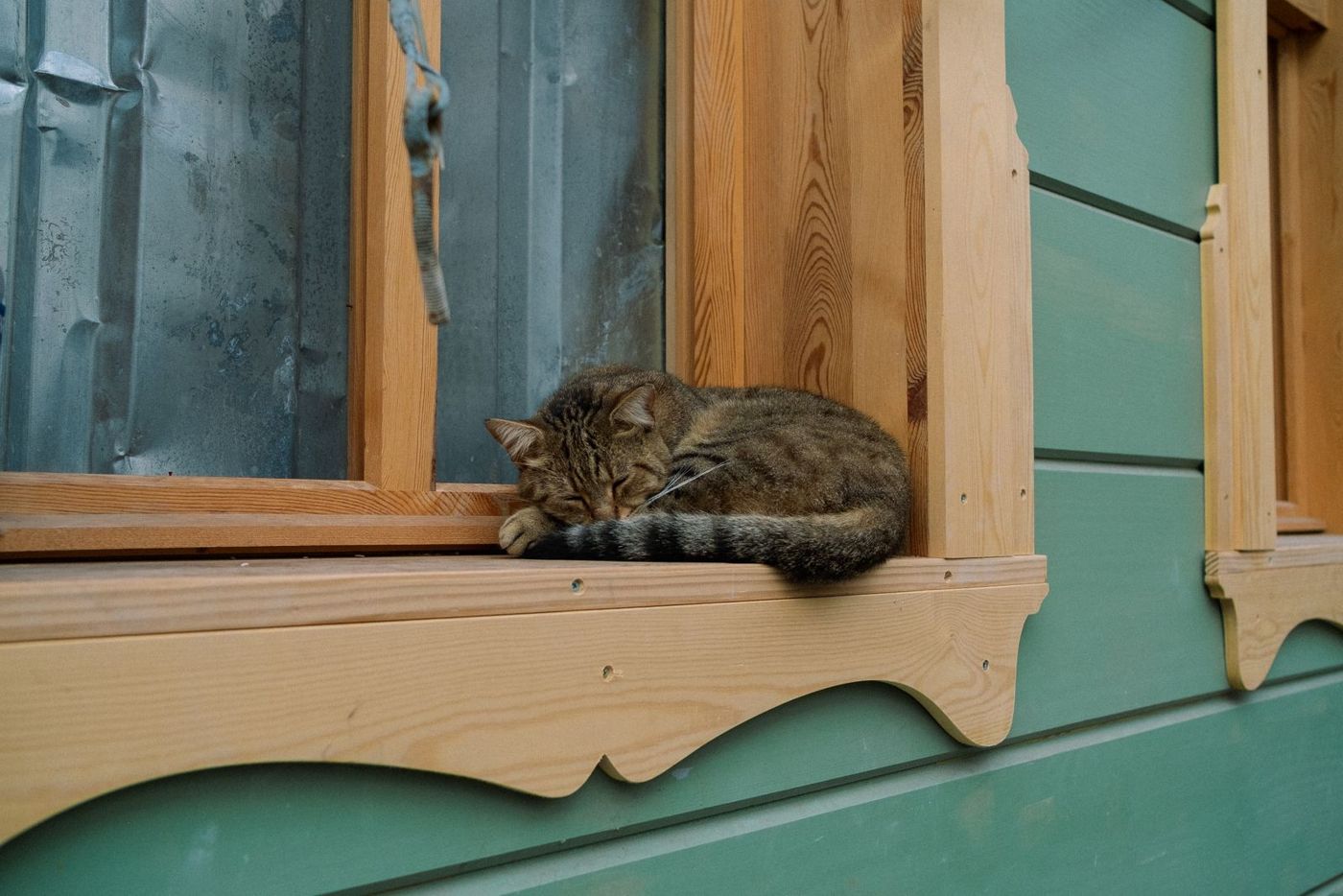 A tabby cat curled up asleep on a wooden window sill
