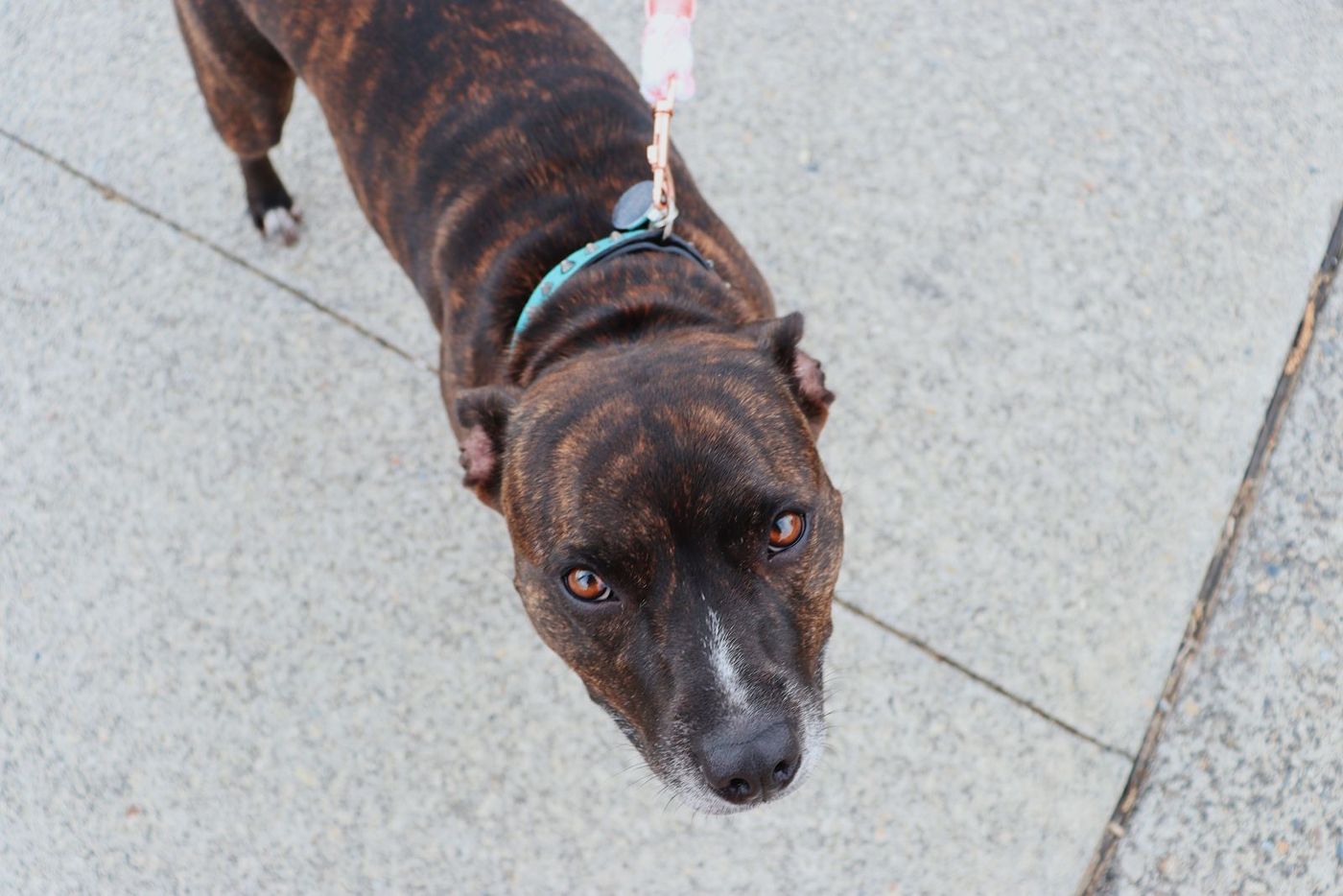 A brindle dog on a leash looking up at the camera on a sidewalk
