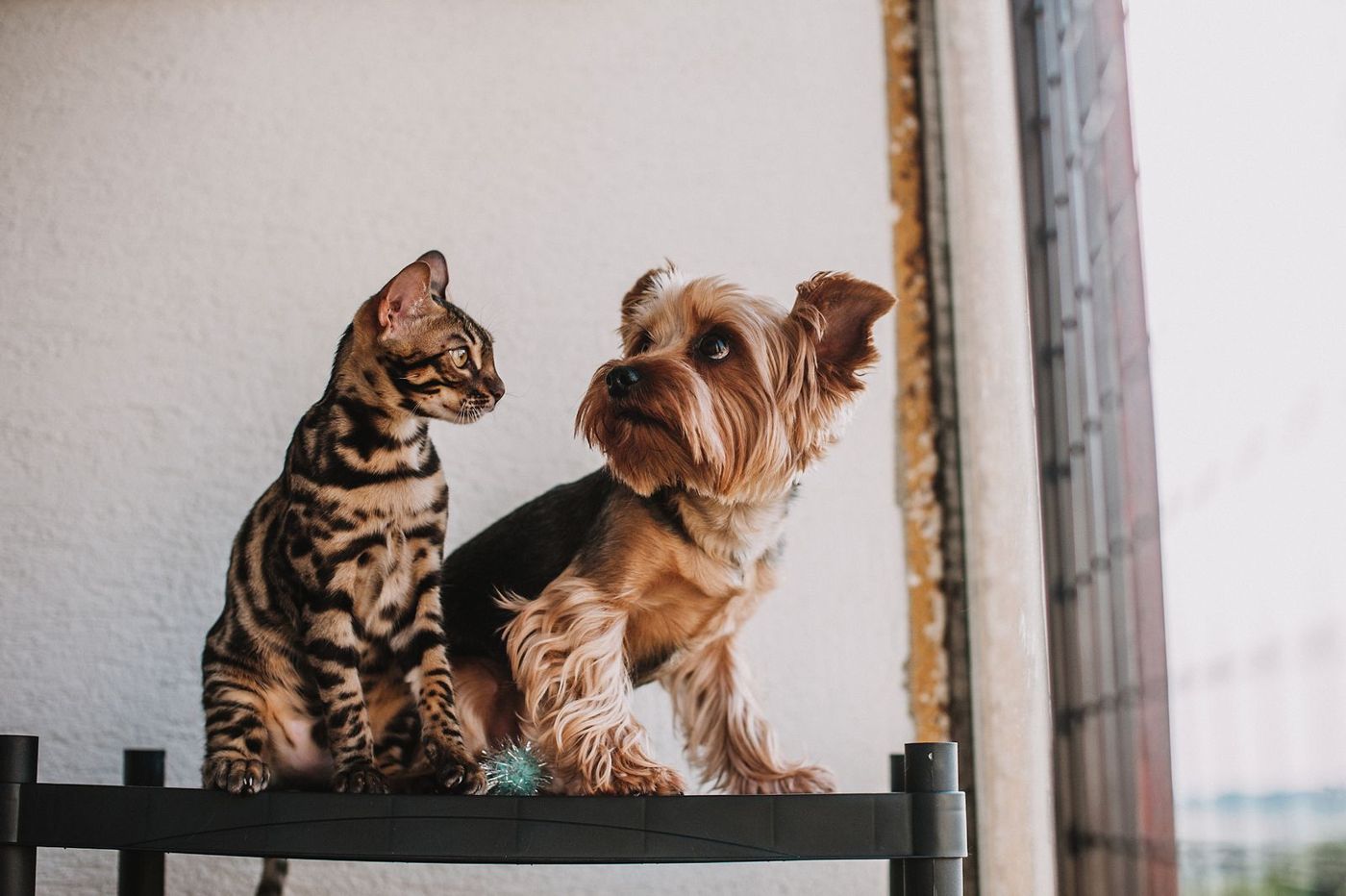 A Bengal cat and a Yorkshire terrier sitting side by side near a window