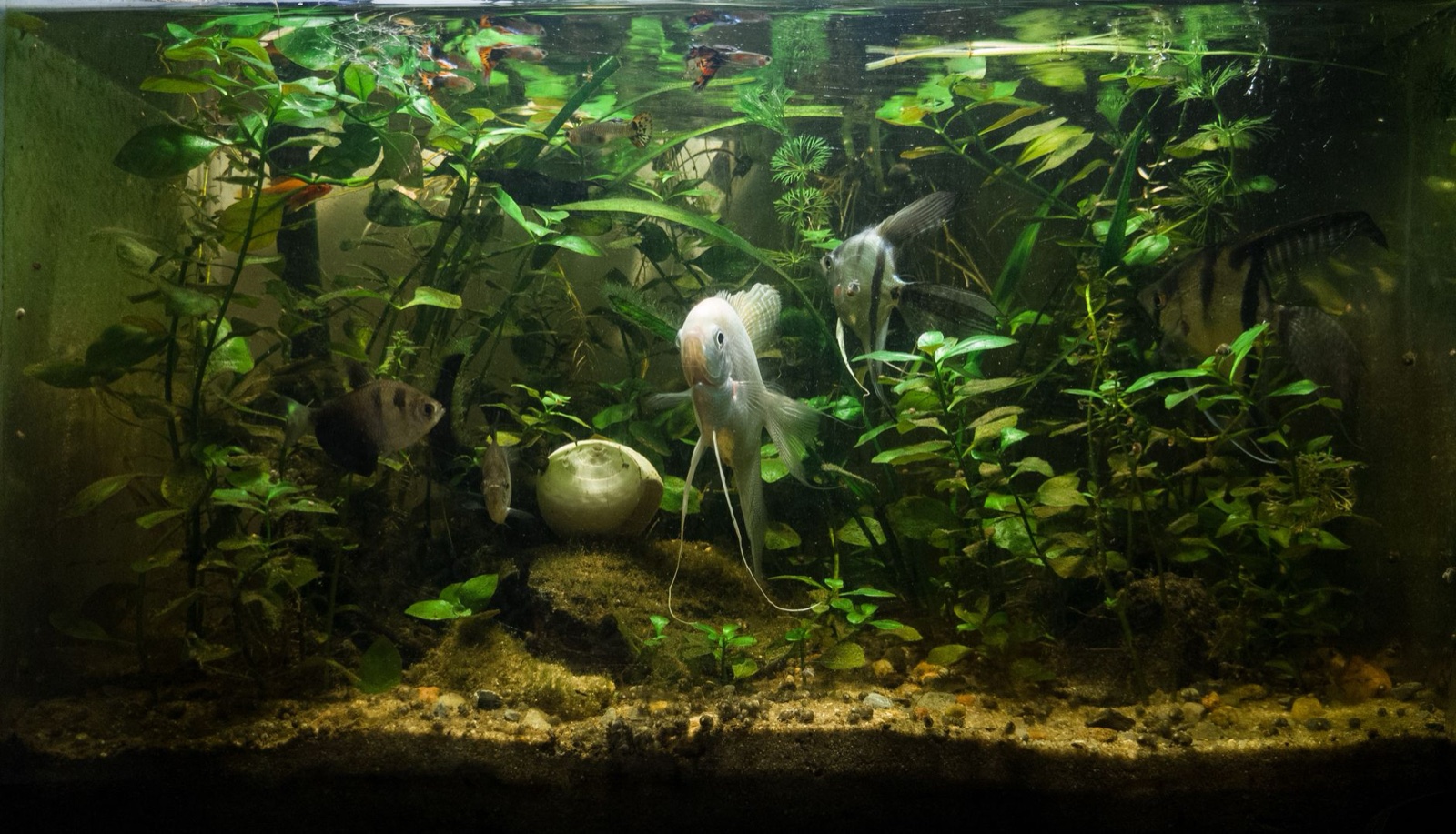 A well-established planted freshwater aquarium with angelfish among dense green plants.