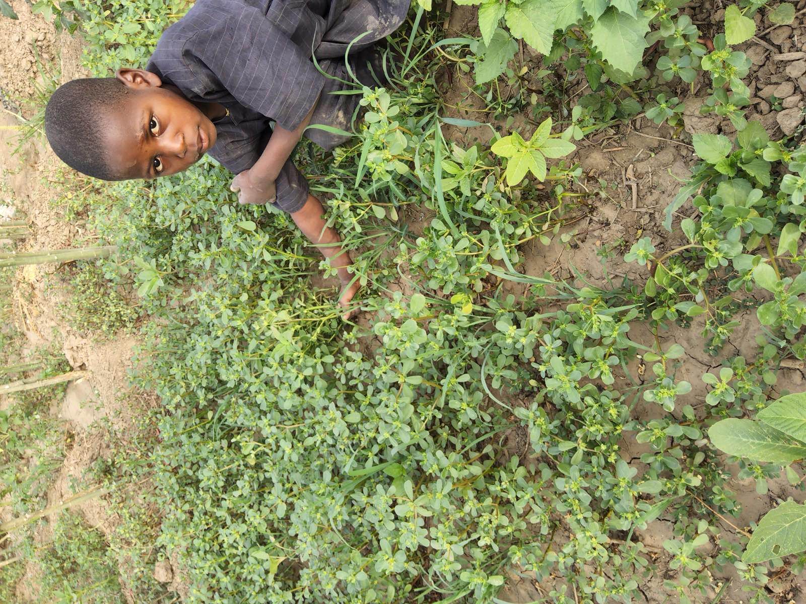 A person harvesting fresh vegetables on a farm, a real photograph, referencing the nonprofit farm that Sky High Farm Workwear funds.