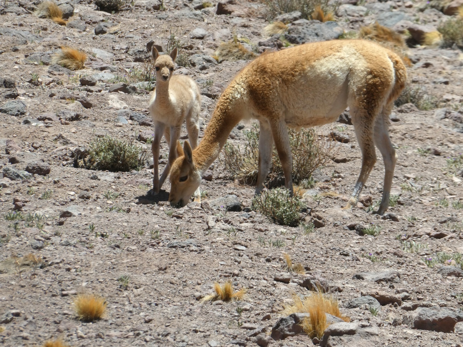 A vicuña in the Andean altiplano — its fleece is among the rarest fibres in luxury textiles.