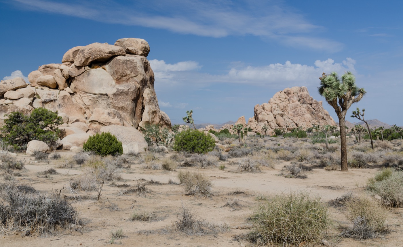 Joshua Tree National Park, real photograph.