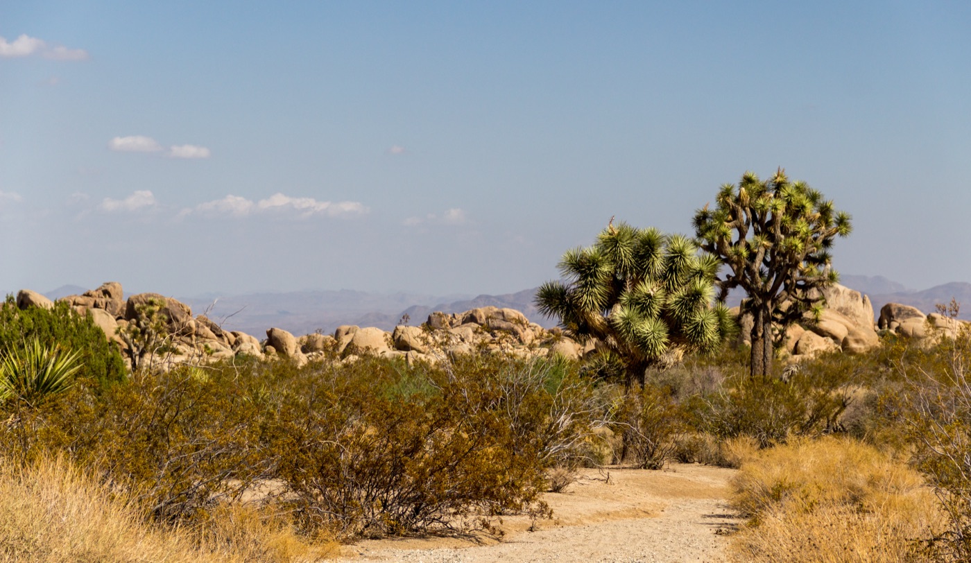 Joshua Tree National Park, real photograph.