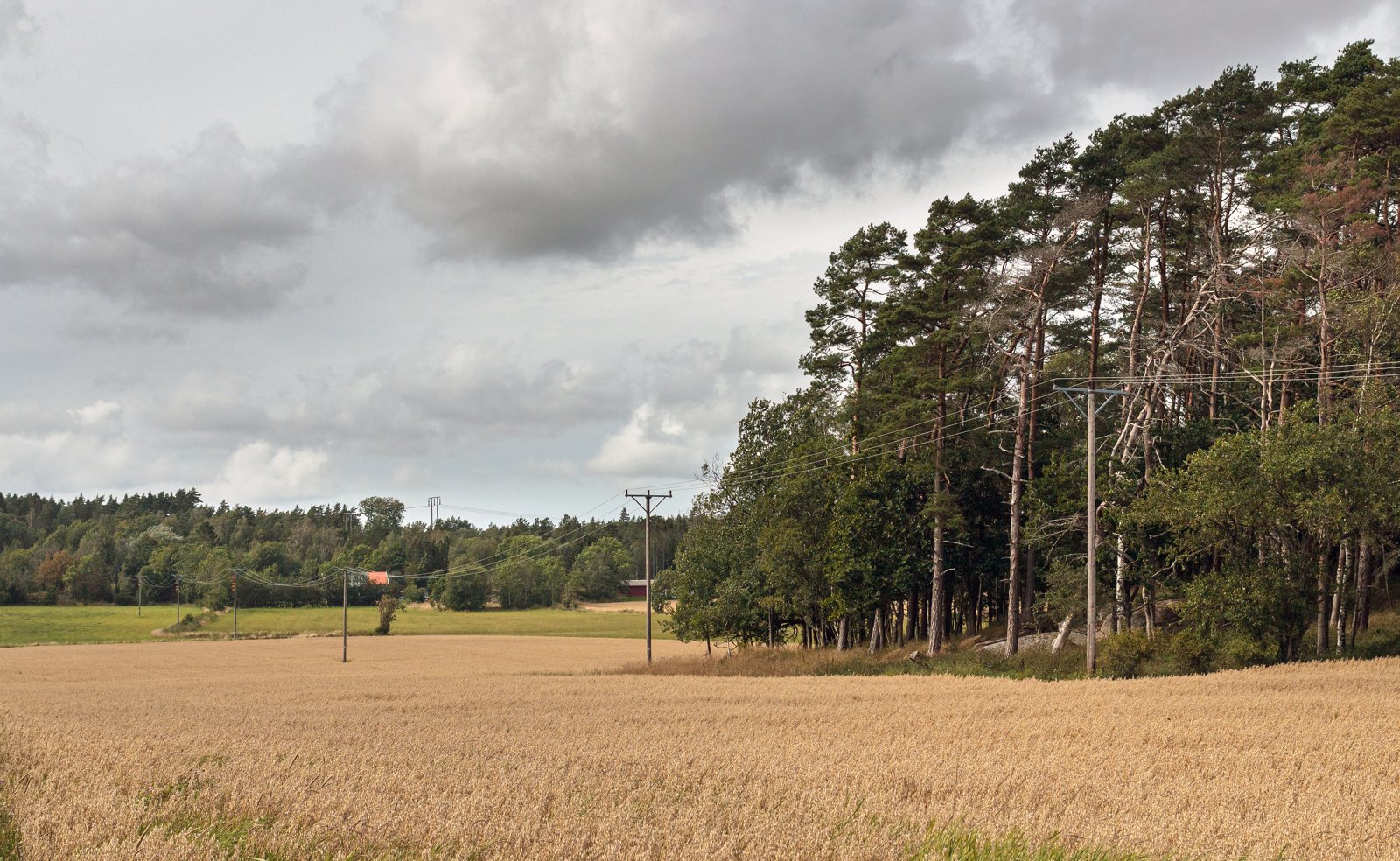 An oat field