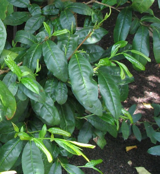 Camellia sinensis, the tea plant