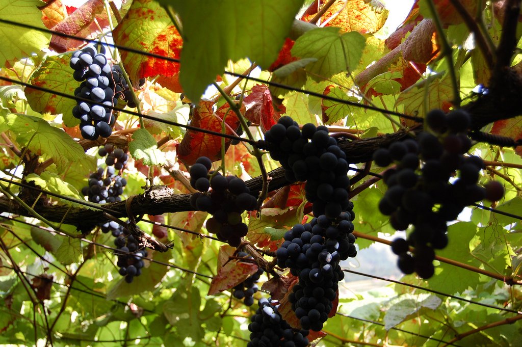 Red wine grapes on the vine