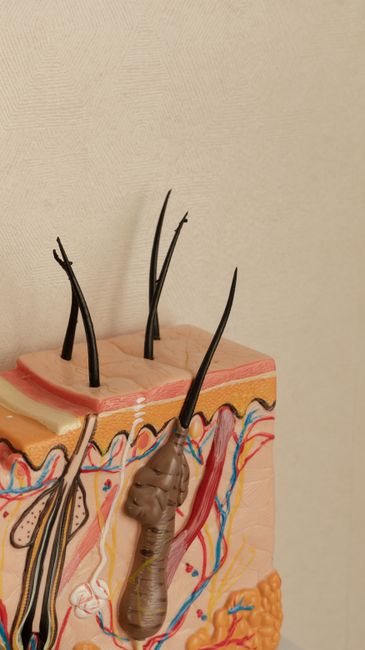 skin cell diagram illustration