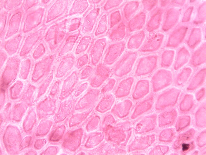 cellular biology microscope skin