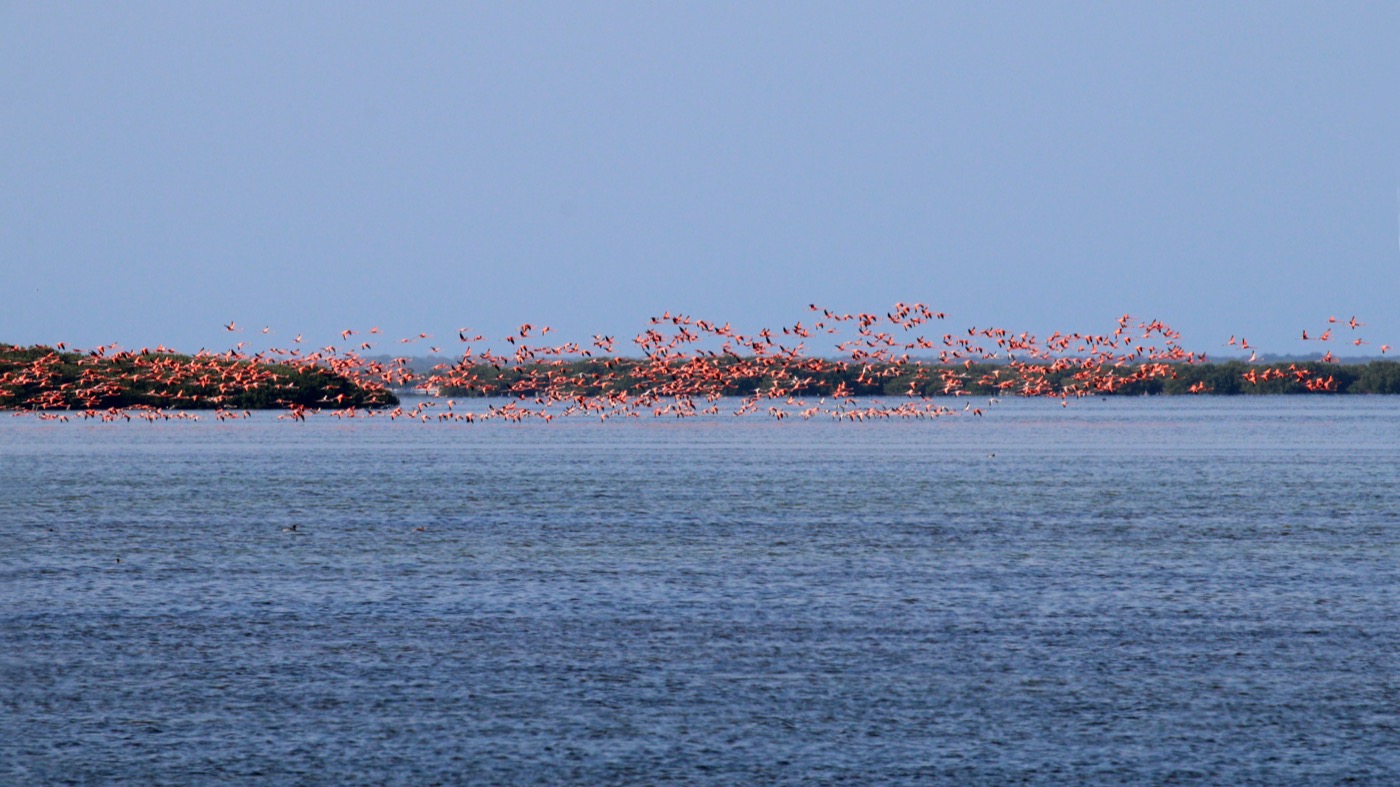 American flamingos — a Florida icon.