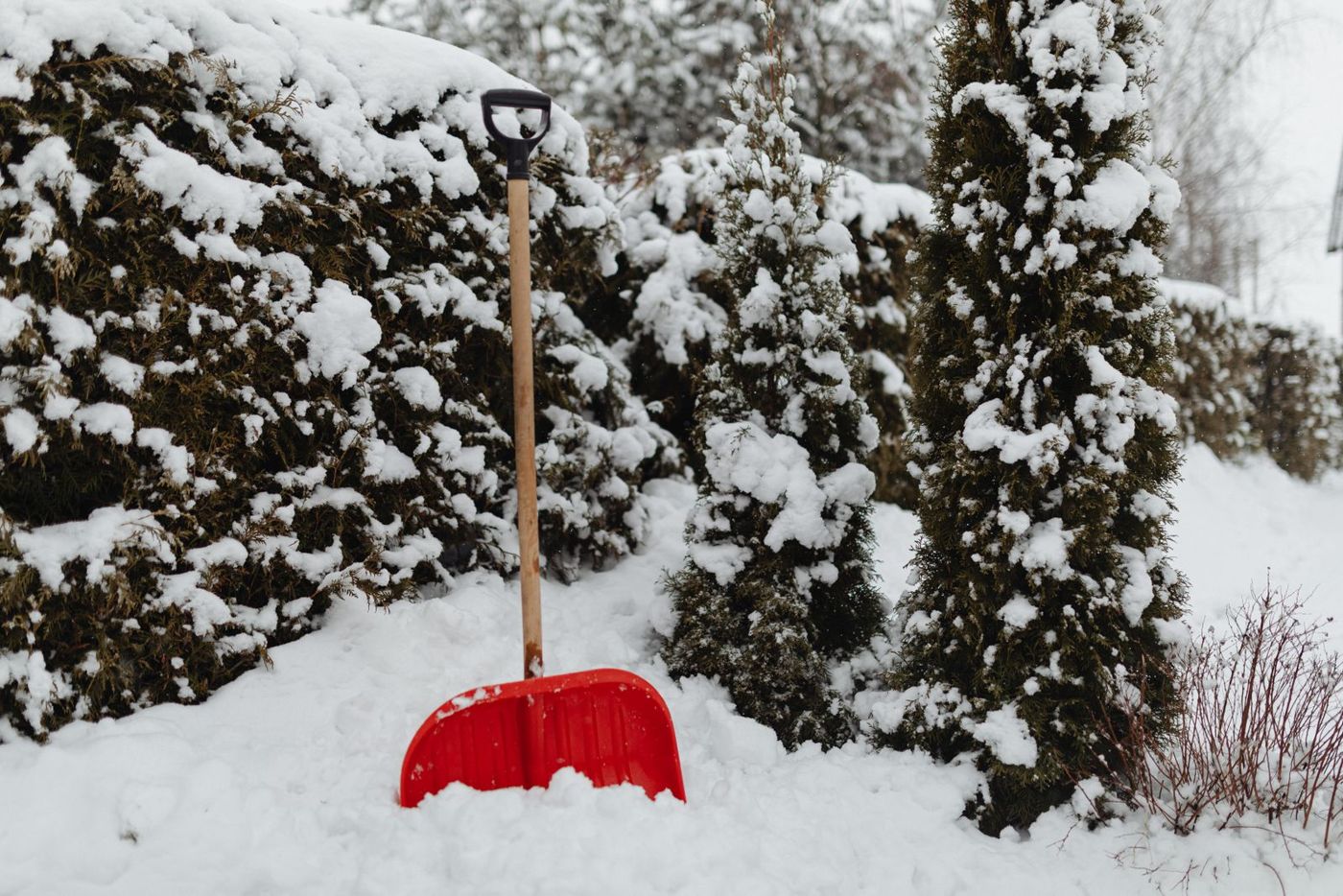 A red snow shovel standing upright in deep snow beside snow-covered shrubs